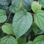 Piper Betle Atau Daun Sirih Merah Serta Hijau