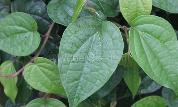 Piper Betle Atau Daun Sirih Merah Serta Hijau