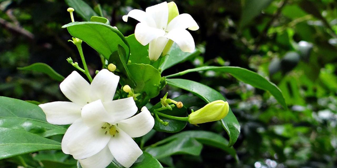 Tanaman Asia Bunga Melati Yang Memiliki Aroma Khas