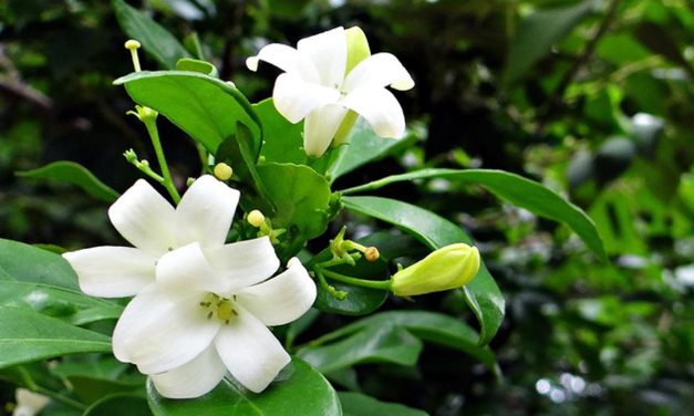 Tanaman Asia Bunga Melati Yang Memiliki Aroma Khas