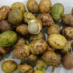 Keunikan Negara Tropis Dengan Adanya Buah Matoa