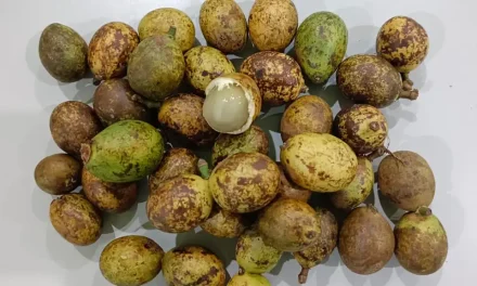 Keunikan Negara Tropis Dengan Adanya Buah Matoa