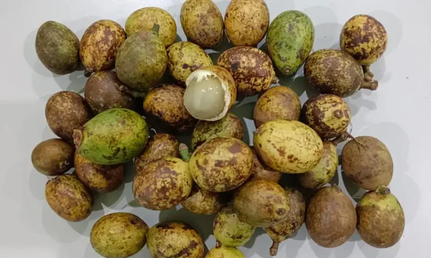 Keunikan Negara Tropis Dengan Adanya Buah Matoa