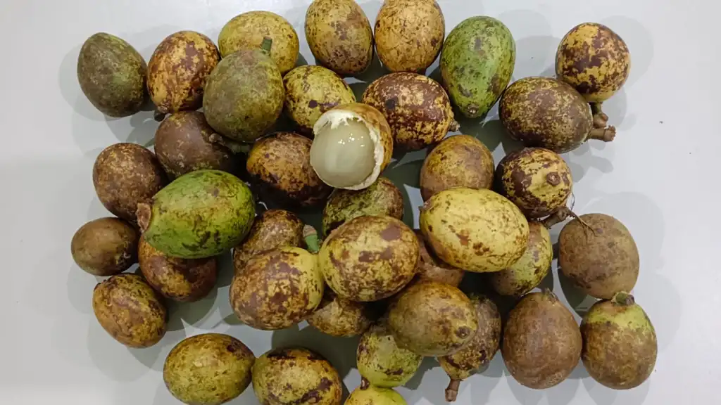 Keunikan Negara Tropis Dengan Adanya Buah Matoa