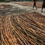 Tanaman Merambat Rotan Yang Cukup Bermanfaat