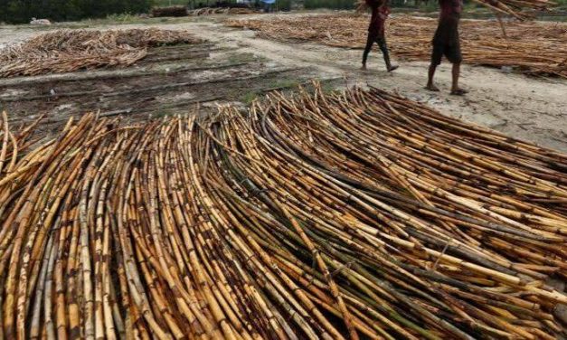 Tanaman Merambat Rotan Yang Cukup Bermanfaat