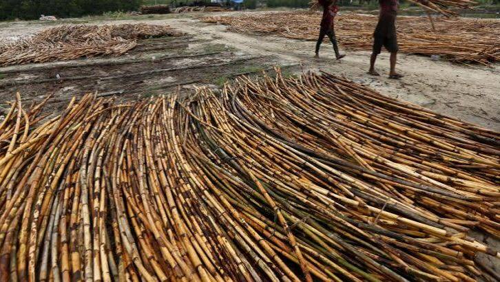 Tanaman Merambat Rotan Yang Cukup Bermanfaat
