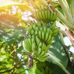 Sebuah Makanan Pisang Buah Yang Cukup Banyak Di Tanam
