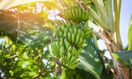 Sebuah Makanan Pisang Buah Yang Cukup Banyak Di Tanam