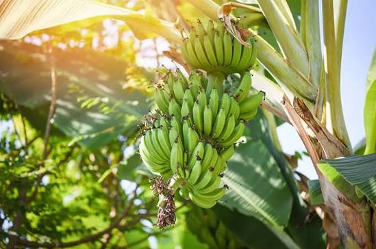 Sebuah Makanan Pisang Buah Yang Cukup Banyak Di Tanam